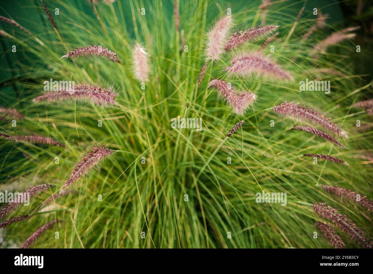 un gruppo di canne fiorite Foto Stock