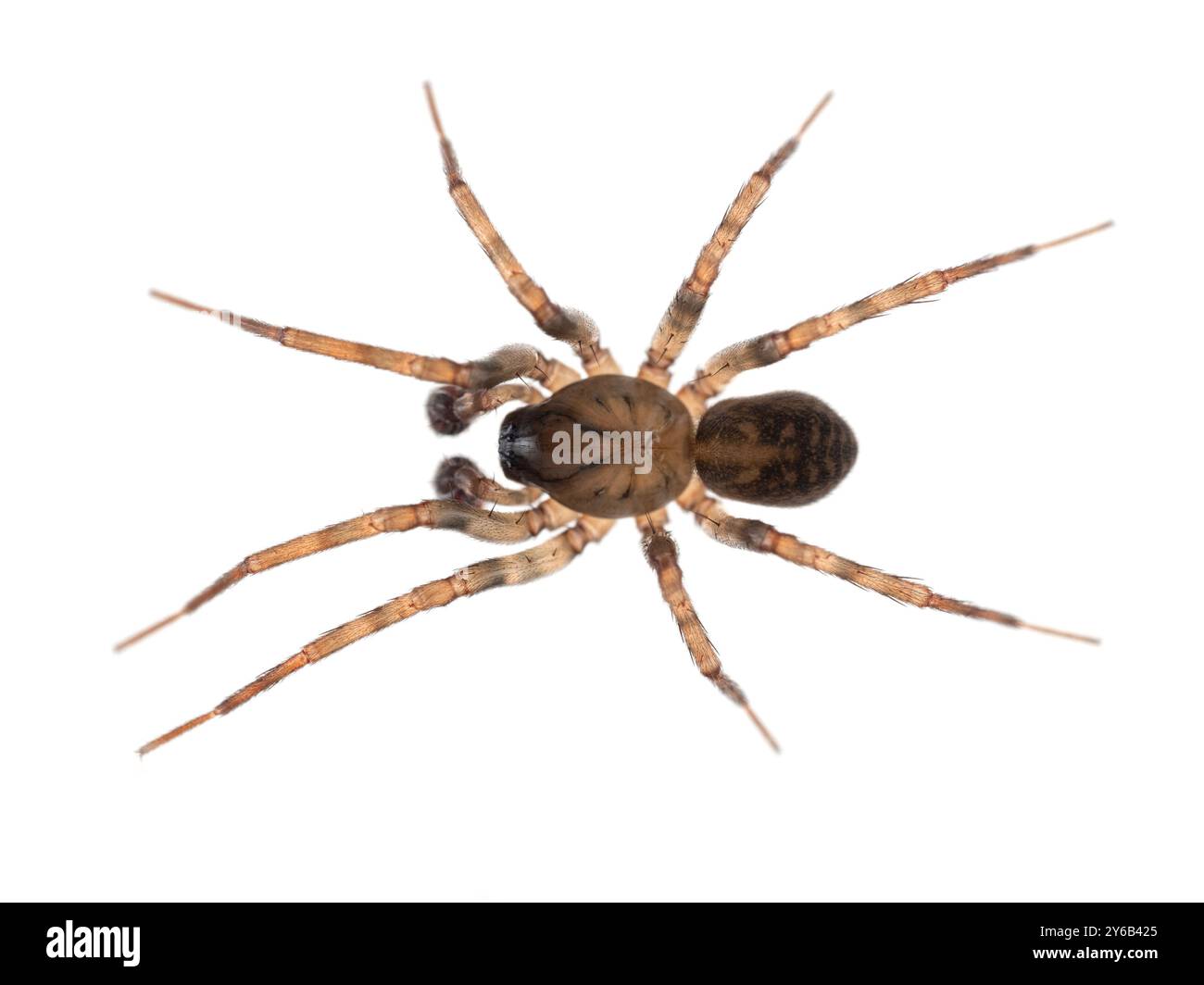 Primo piano di un ragno molle maschile (Cryphoeca exlineae) dall'alto. Isolato Foto Stock