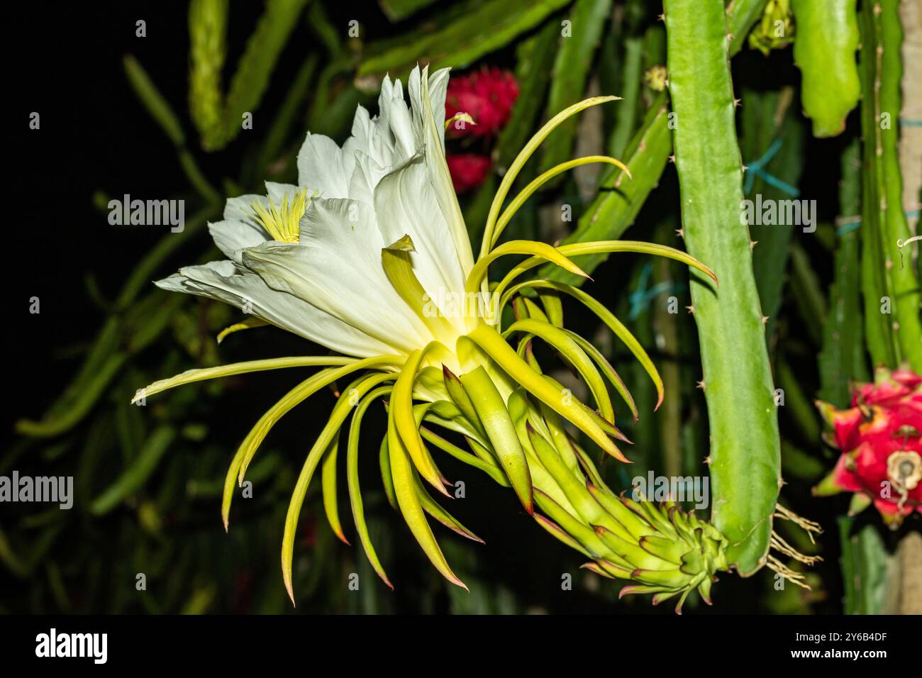 Uno speciale drago floreale di grandi dimensioni di colore giallo con frutti rossi gialli verdi, questo frutto ha dimostrato di avere molte sostanze nutritive Foto Stock