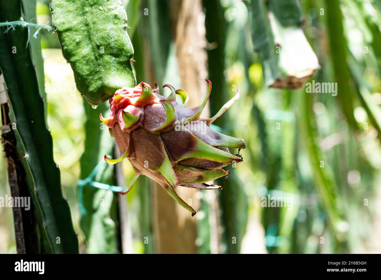 Dragon Fruit è un frutto dell'America centrale, del Sud America e dell'Asia. Ha un gusto dolce leggero, una forma e un colore intensi e una consistenza di enorme S. Foto Stock