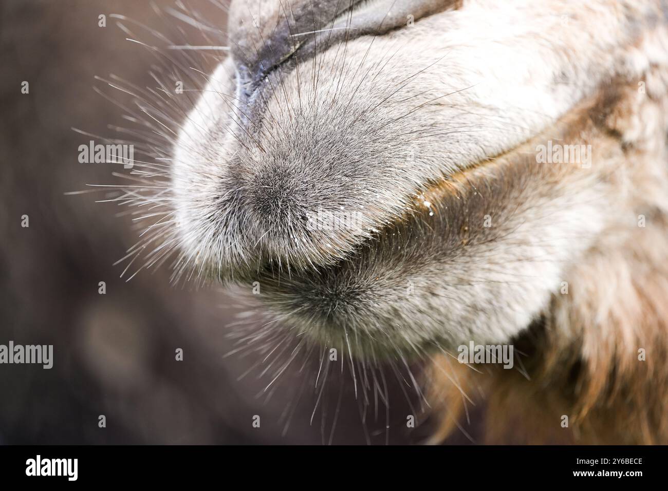 Bocca pelosa di un cammello primo piano. Foto Stock