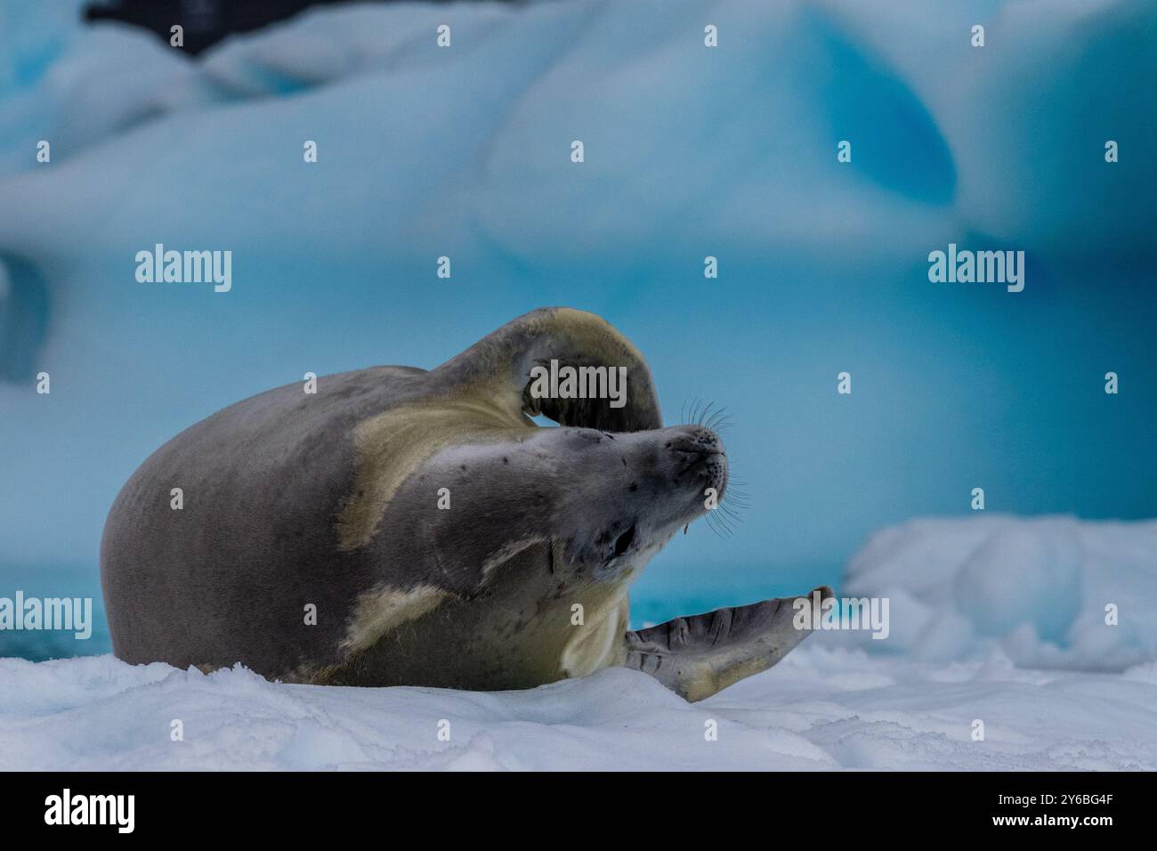 Primo piano di una foca di un cratere - Lobodon carcinophaga - che poggia su un piccolo iceberg vicino alle isole ittiche della penisola antartica Foto Stock