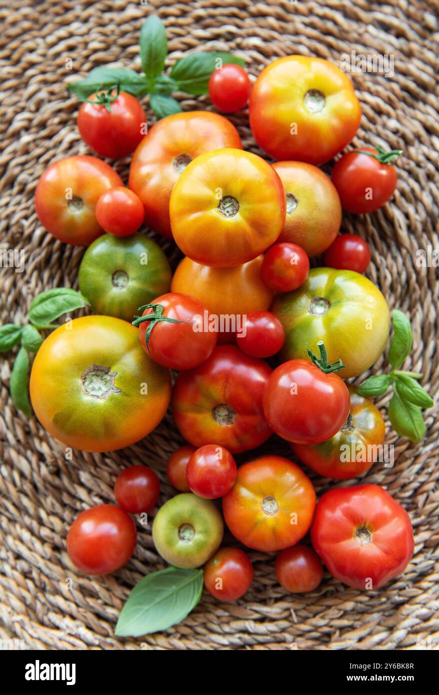 Una vivace collezione di pomodori appena raccolti in varie tonalità di rosso, arancione e verde riempie un cesto intrecciato Foto Stock