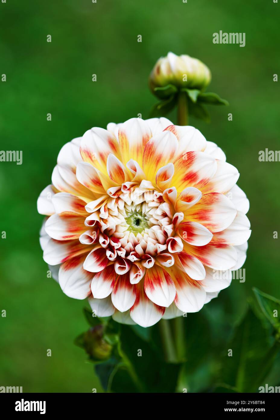 Incredibile fiore decorativo di dahlia "Jowey Fantasy" arancione, rosso e bianco nelle giornate di sole con un piacevole sfondo bokeh sfocato e morbido. Foto Stock