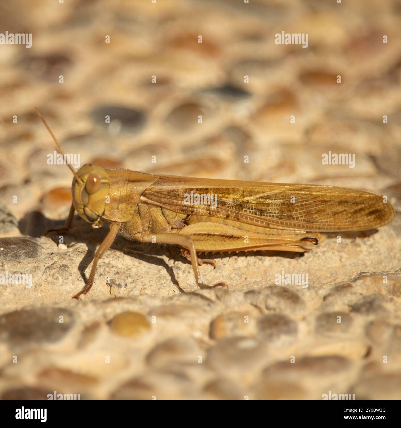 Cavalletta da campo (Chorthippus apricarius) - giornata di sole femminile Foto Stock