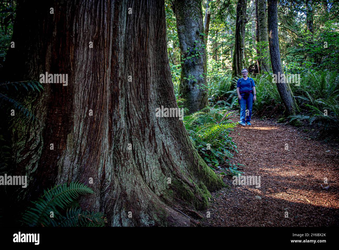 Bainbridge Island, Washington, Stati Uniti. 24 settembre 2024. Splendida natura, vista durante una passeggiata attraverso la riserva Bloedel. La Bloedel Reserve è un giardino forestale di 150 acri sull'isola di Bainbridge, Washington, Stati Uniti. È stato creato da Virginia e Prentice Bloedel, il vicepresidente della società di legname MacMillan Bloedel Limited, sotto l'influenza del movimento di conservazione e della filosofia asiatica. (Credit Image: © Bruce Chambers/ZUMA Press Wire) SOLO PER USO EDITORIALE! Non per USO commerciale! Foto Stock