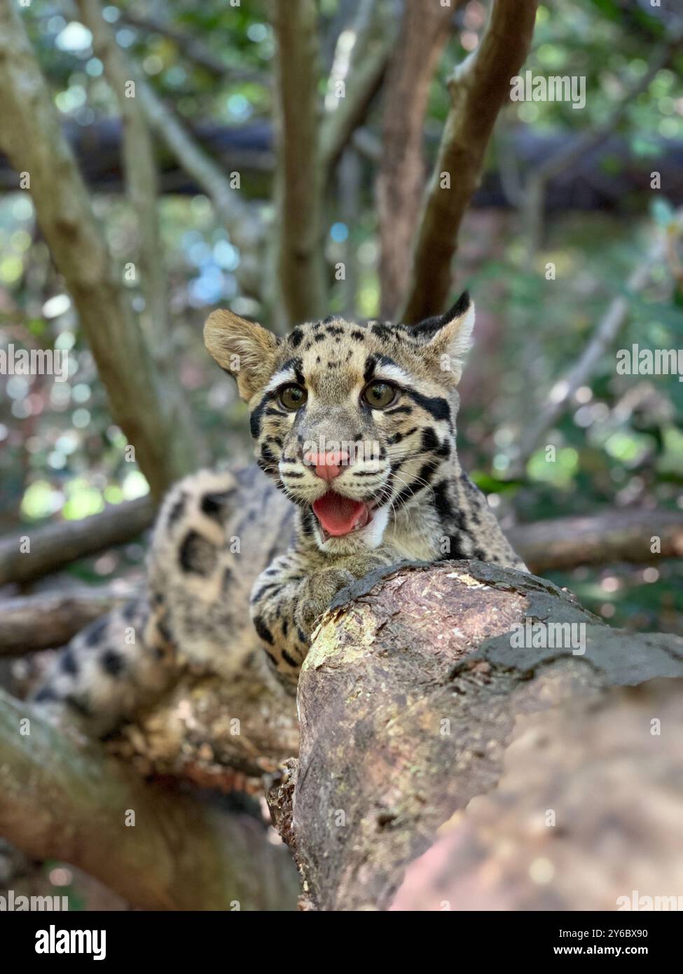 Un cucciolo di leopardo nuvoloso nella mostra Asia Traill dello Smithsonian's National Zoo, Washington, DC, USA Foto Stock