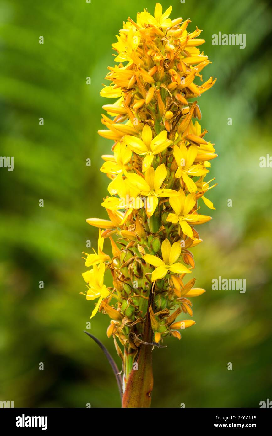 Wachendorfia thyrsiflora nome comune giglio farfalla palude, radice di sangue, radice rossa, ravvicinamento del fiore giallo rooikanol in estate, Capo Occidentale, Sud Africa Foto Stock