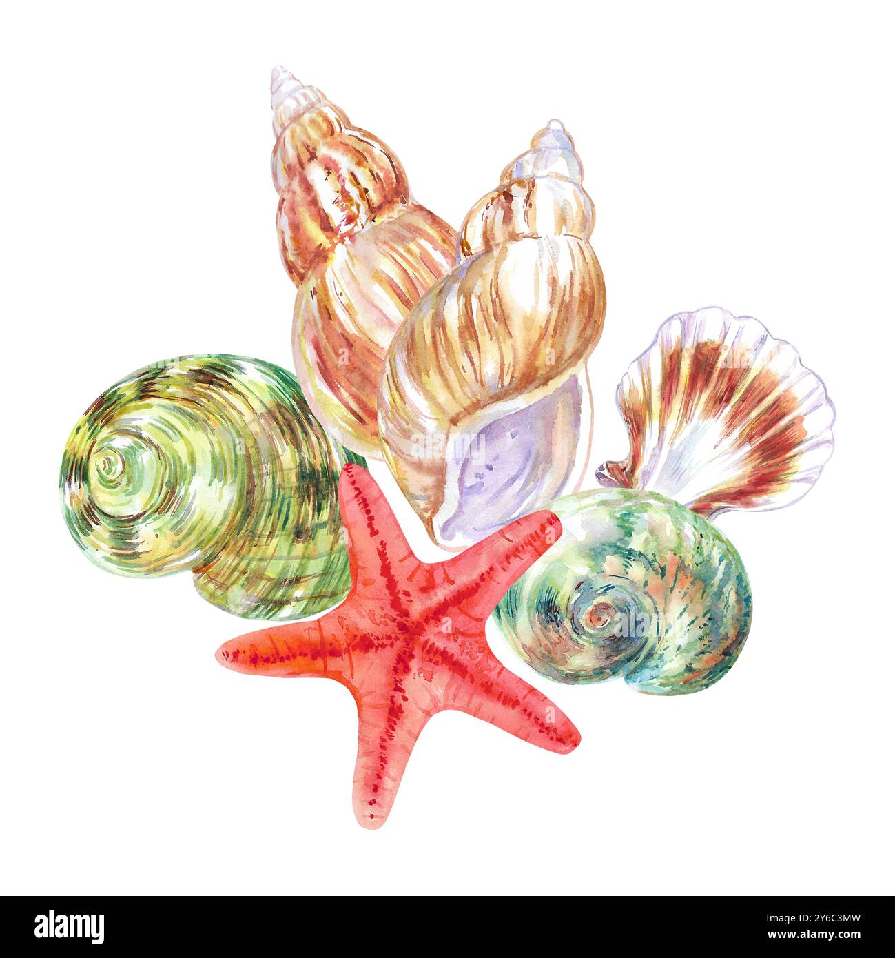 Composizione conchiglia di lumaca Rosy Wolf, Calico Scallop, Turbo Moon, conchiglia di pesce comune disegnata a mano in acquerello. Molluschi gasteropodi marini Foto Stock