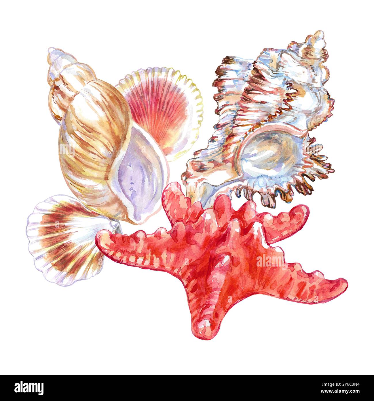Composizione conchiglia di lupo Rosy, scalpo Calico, Starfish comune, Murex endivia in acquerello. Molluschi gasteropodi marini, grandi lumache marine Foto Stock