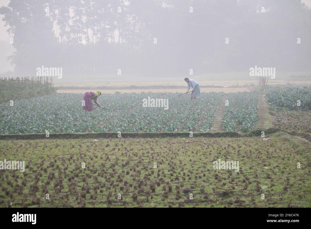 Debidwar,Bangladesh-6 febbraio 2024: Cavolfiore biologico fresco la pianta vegetale cruda del Bangladesh, esposta per la vendita nel mercato della cumilla. Foto Stock