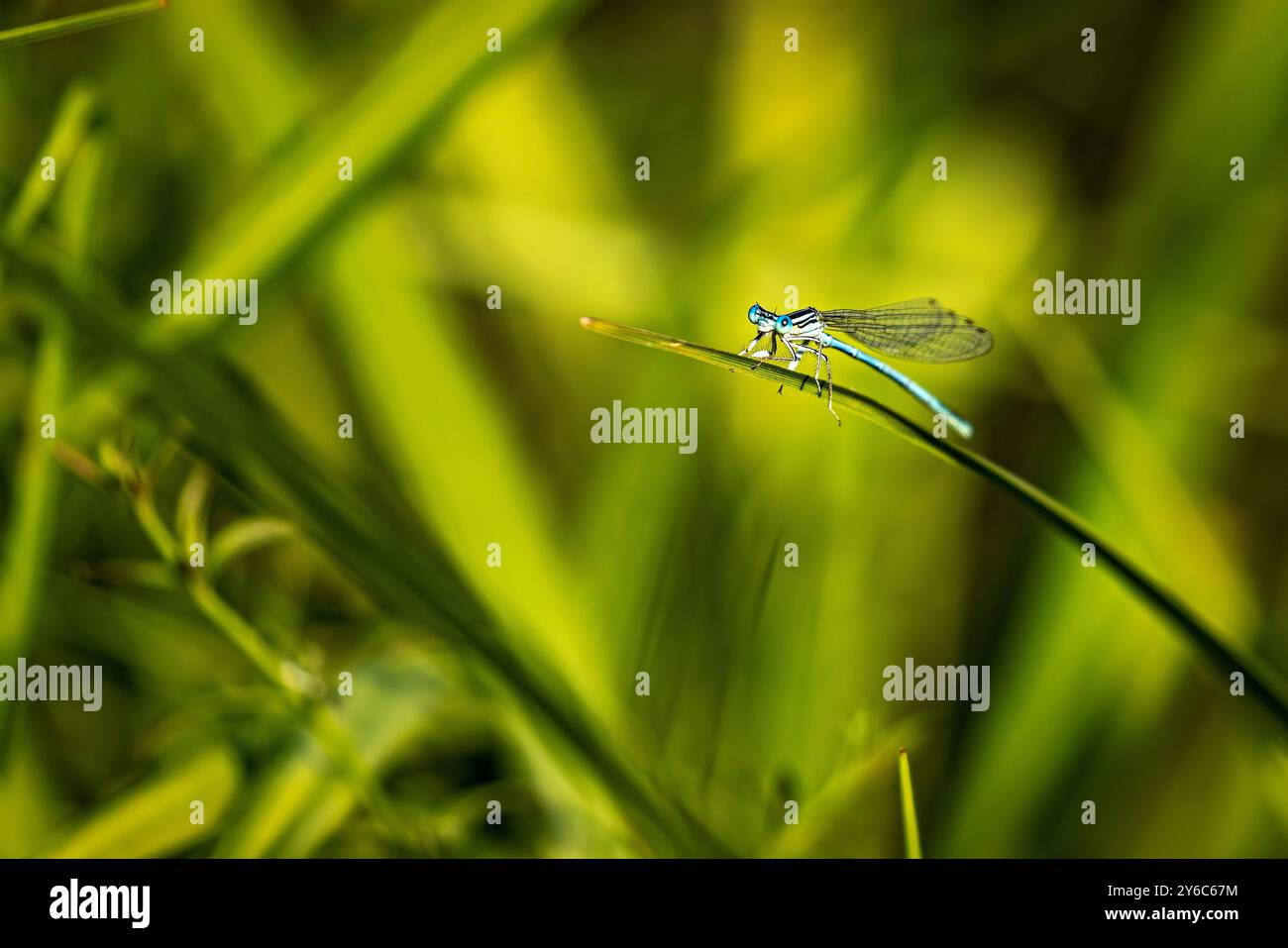 Una Damselfly Blue Featherleg Foto Stock