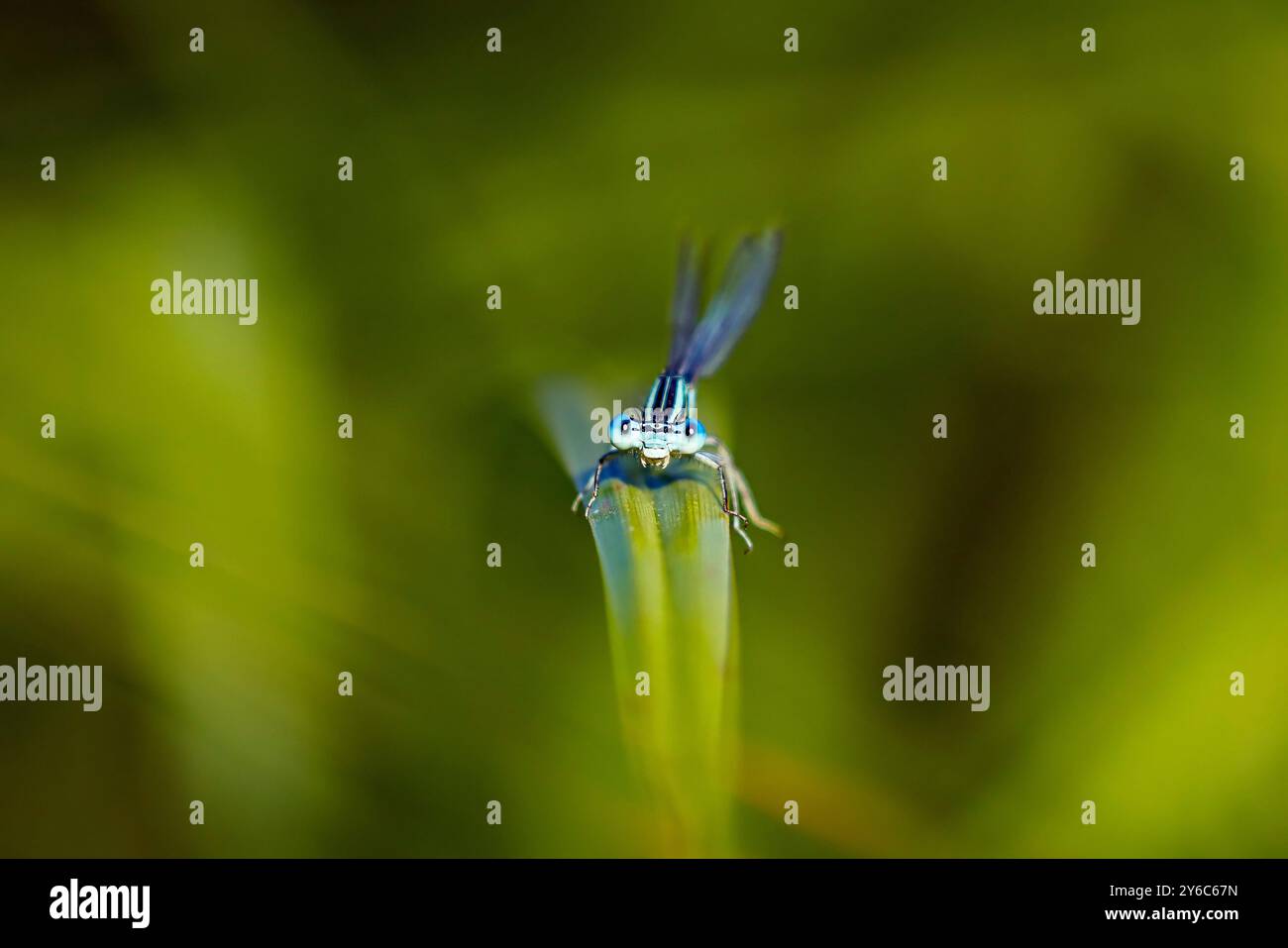 Una Damselfly Blue Featherleg Foto Stock