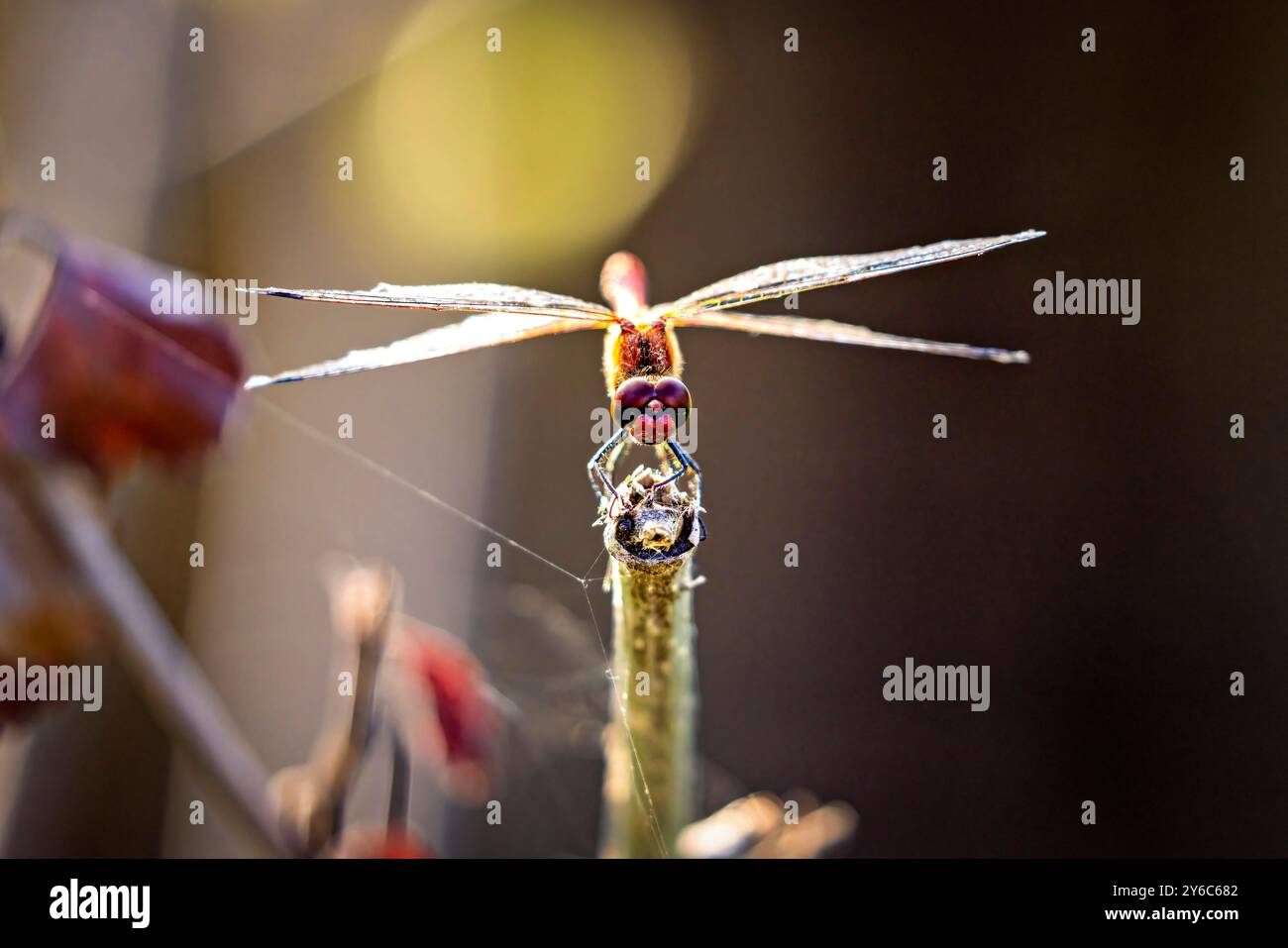 Un dragonfly Common Darter rosso Foto Stock