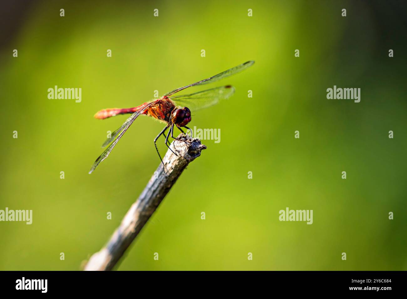 Un dragonfly Common Darter rosso Foto Stock