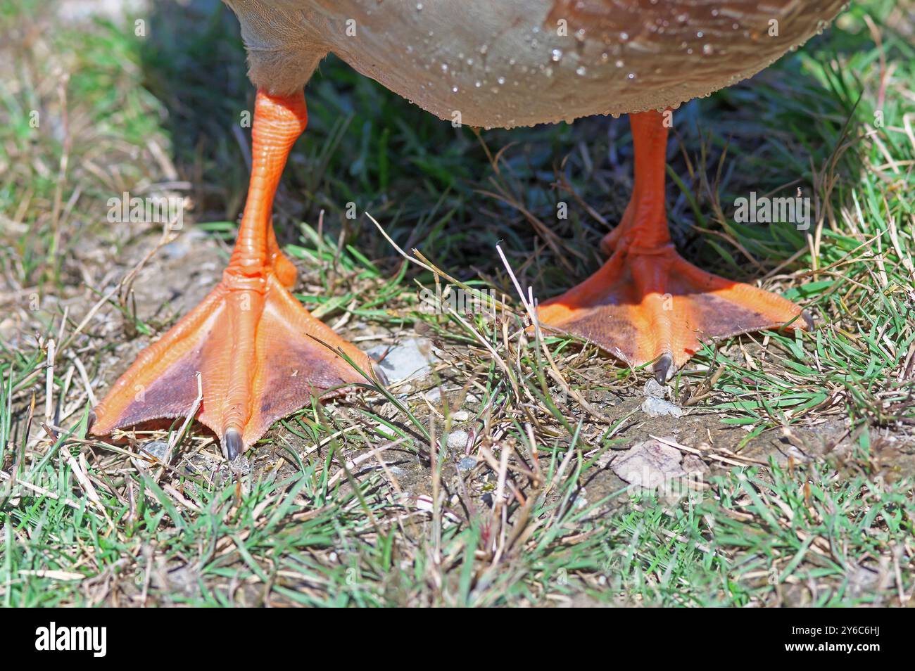 Anatra Mallard (Anas platyrhynchos), primo piano dei piedi Foto Stock