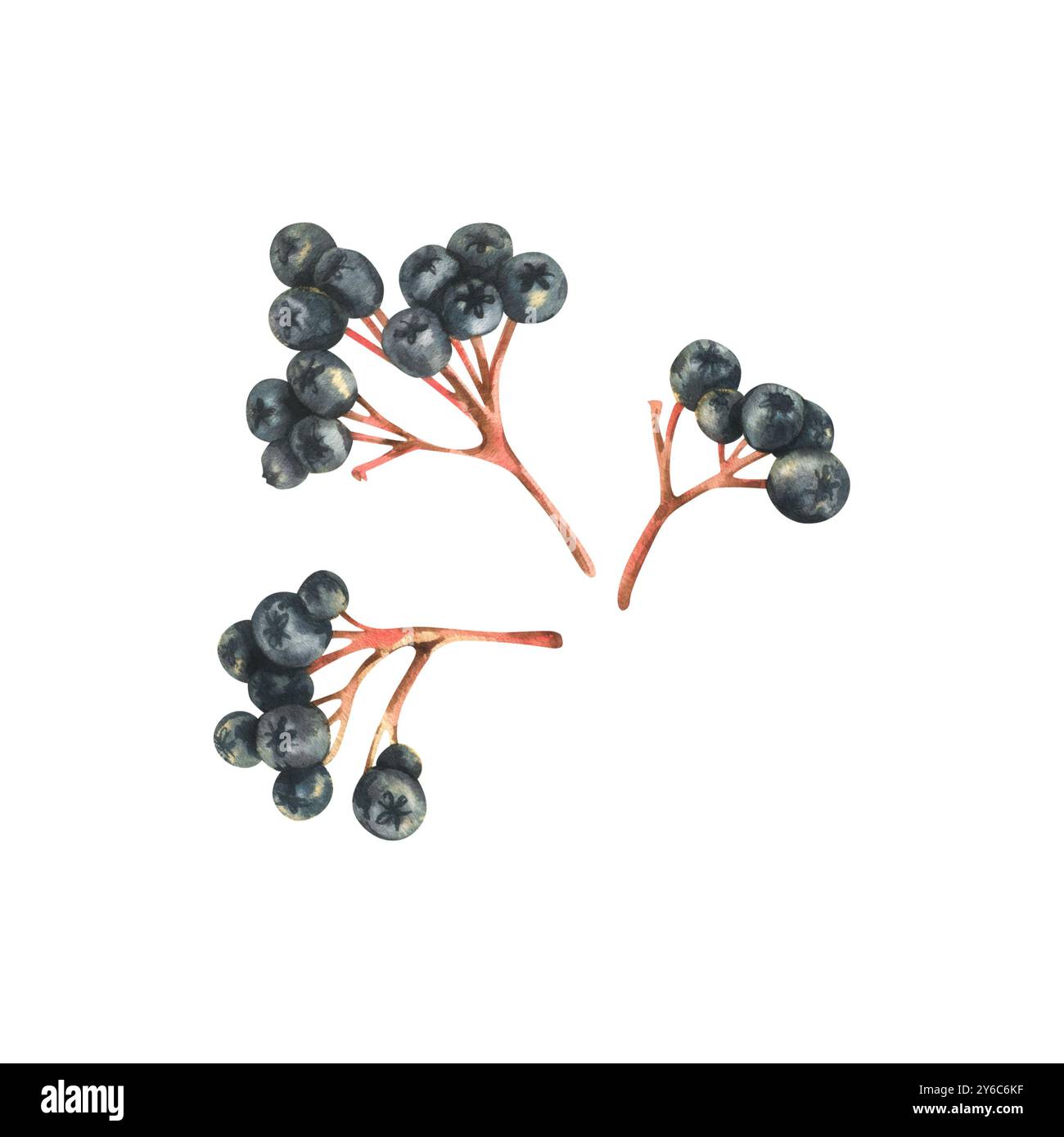 Rami di bacche di cioccolato nero Sorbaronia fallax tre grappoli. Illustrazione ad acquerello disegnata a mano sul tema dell'autunno e della vendemmia. Set di Foto Stock