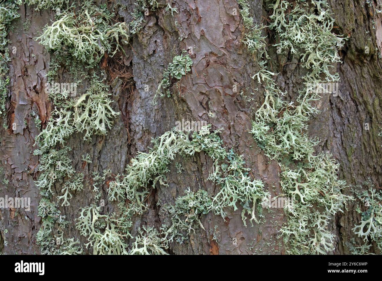 Licheni (Ramalina calicaris) sul lato esposto alle intemperie di un tronco di larice (Larix decidua). Foresta di montagna, Tirolo, Austria Foto Stock