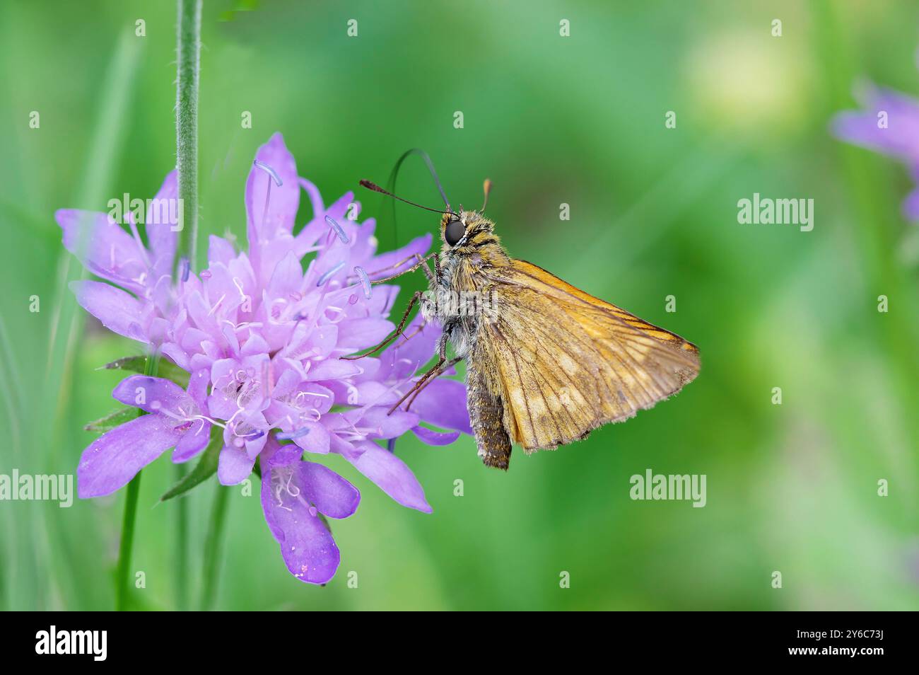 Grande skipper (Ochlodes sylvanus). Femmina su fiore di Scabious (Knautia arvensis). Germania Foto Stock