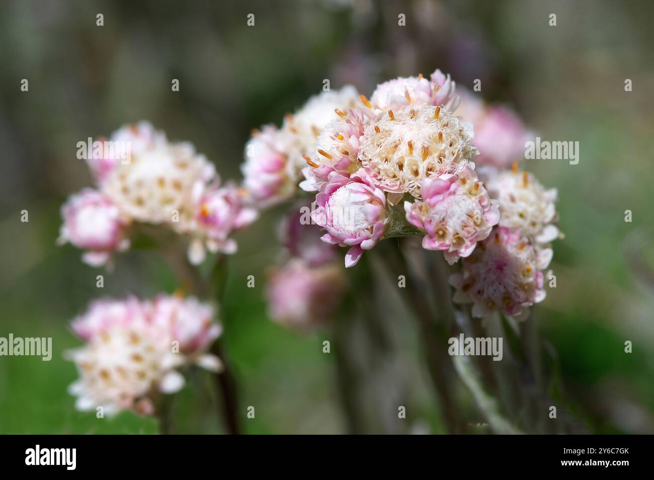 La montagna Everlasting (Antennaria dioica) orbita in infiorescenza fiori maschi gialli-bianchi (circa 12 mm di larghezza) e fiori femminili con bratette rosa (circa 6 mm di diametro). Una peculiarità biologica! Tirolo, Austria . Foto Stock