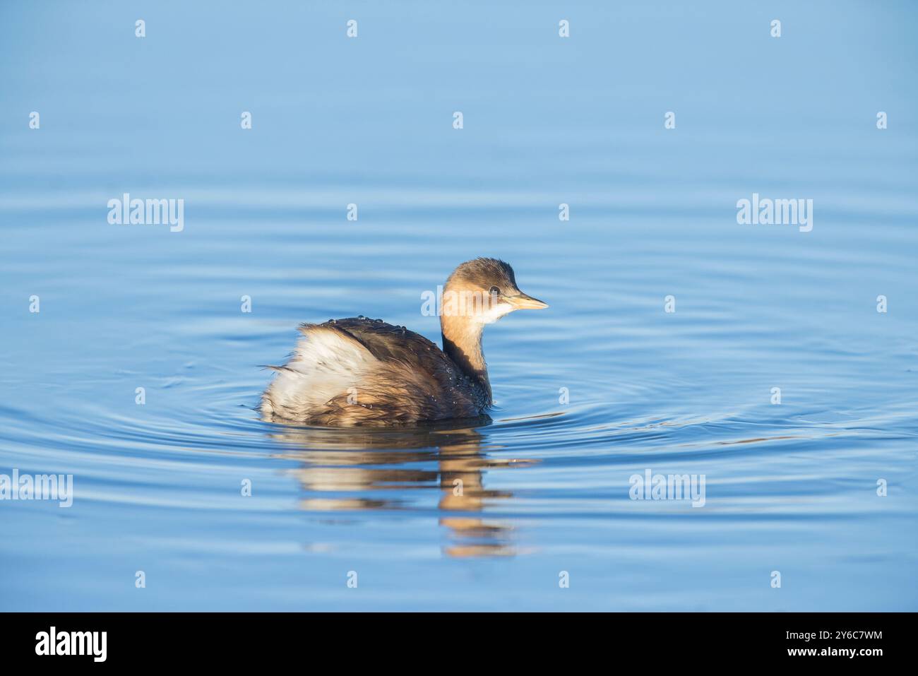 Piccolo Grebe (Tachybaptus ruficollis). Adulto in non-breeding Plumage nuoto. Germania Foto Stock