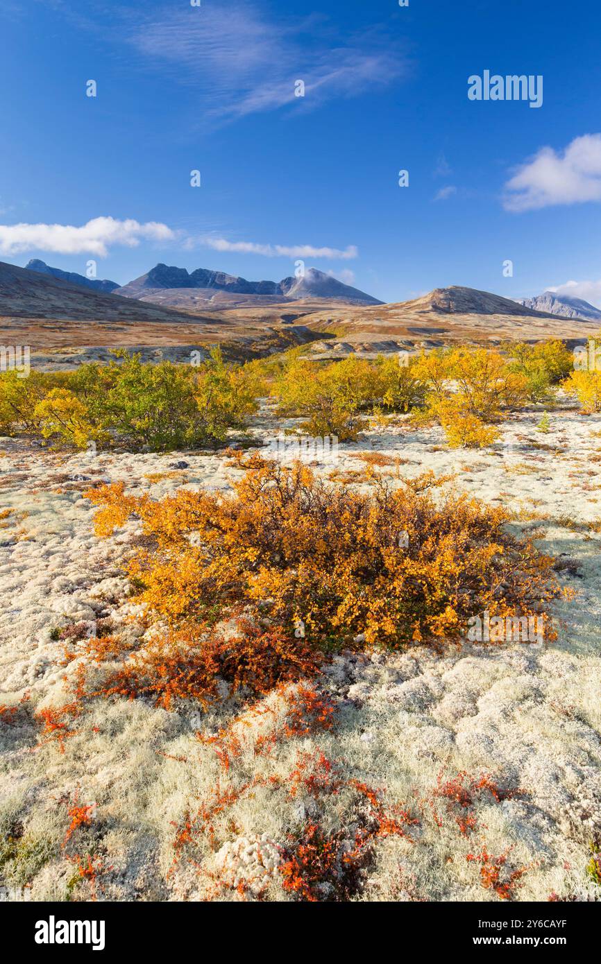 Betulla nana (Betula nana) e renna Lichen (Cladonia rangiferina) in autunno. Doraldalen, Rondane National Park, Oppland, Norvegia Foto Stock