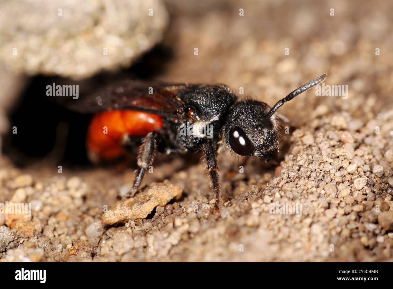 Bee ematiche (Sphecodes sp.) all'ingresso del nido. Germania Foto Stock