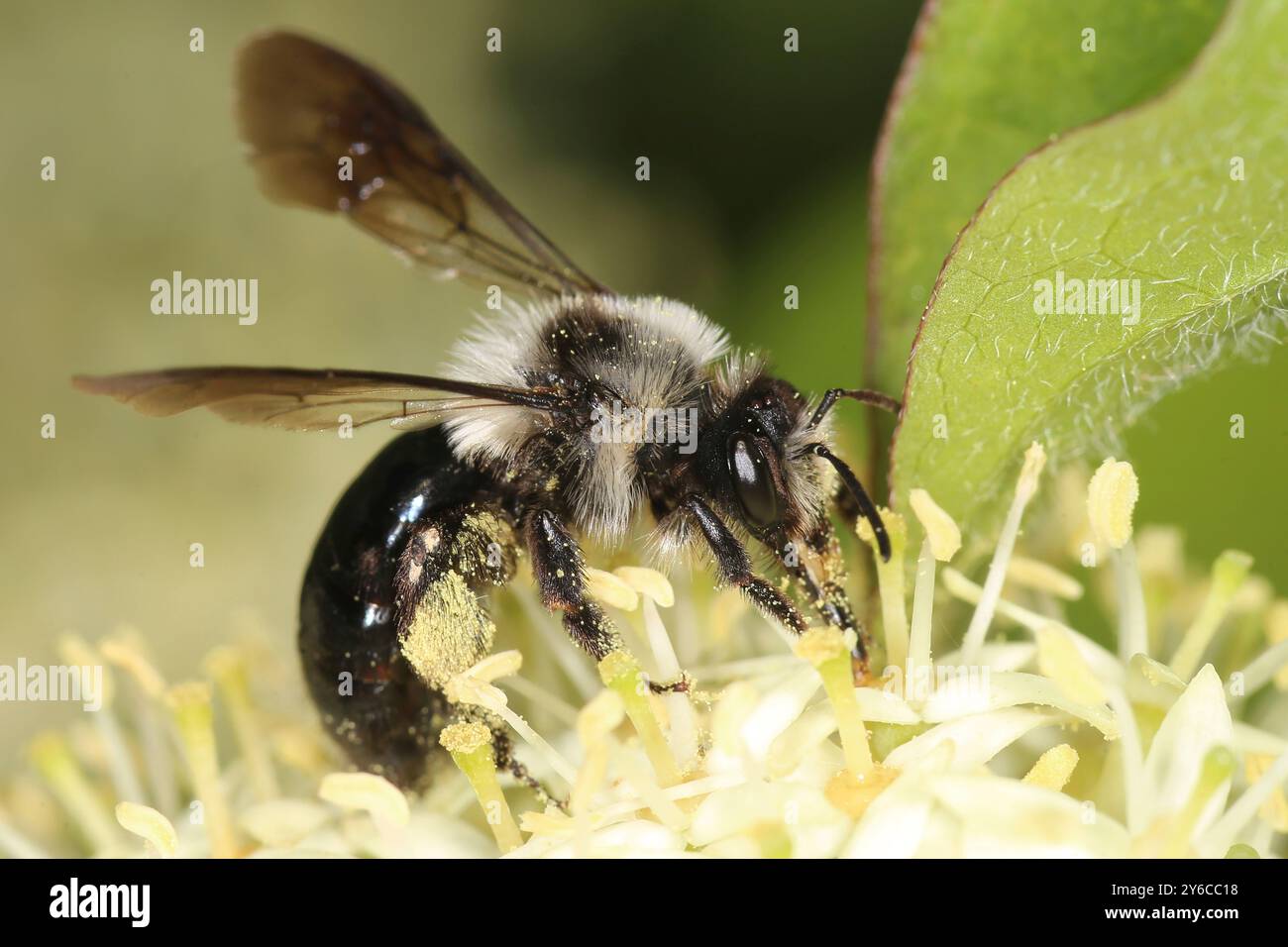 Minatore danubiano, ape da miniera grigia (Andrena cineraria) su fiori di legno di pino comune, mirtillo (Cornus sanguinea). Austria Foto Stock