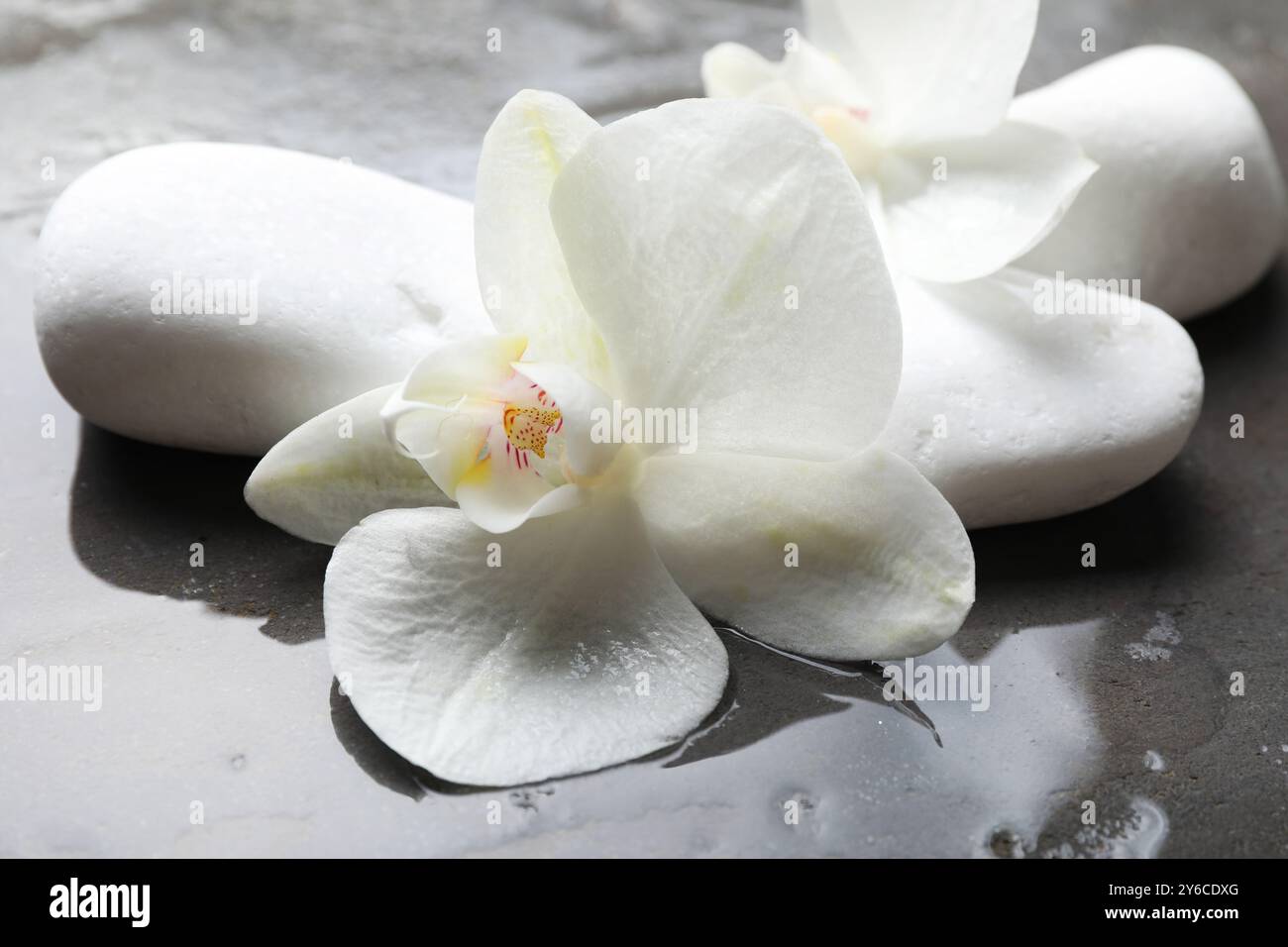 Pietre termali e bellissimi fiori di orchidea in acqua su una superficie ruvida grigia, primo piano Foto Stock