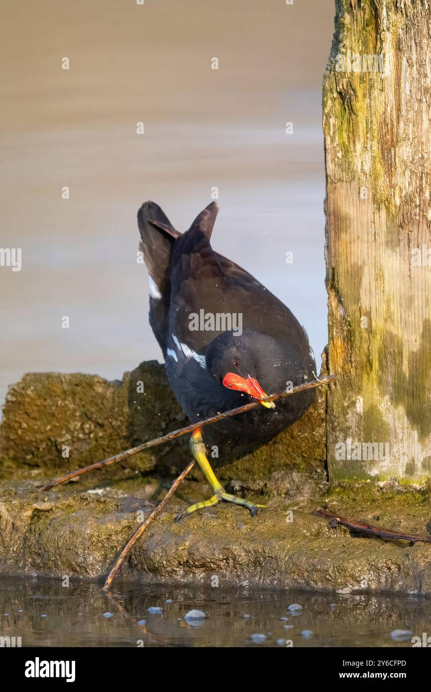 Comune Moorhen (Gallinula chloropus) che combatte con un ramoscello che vuole usare per il suo nido. Germania Foto Stock