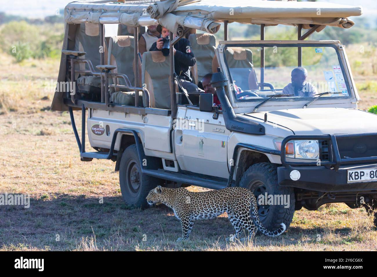 Leopardo africano (Panthera pardus). Donna in piedi accanto a un veicolo da safari. Kenya Foto Stock