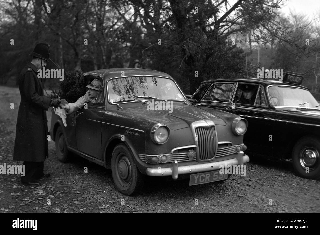 ALBERI DI NATALE TAGLIATI A BURLEY HANTS - COMMISSIONE FORESTALE ; 3 DICEMBRE 1963 Foto Stock