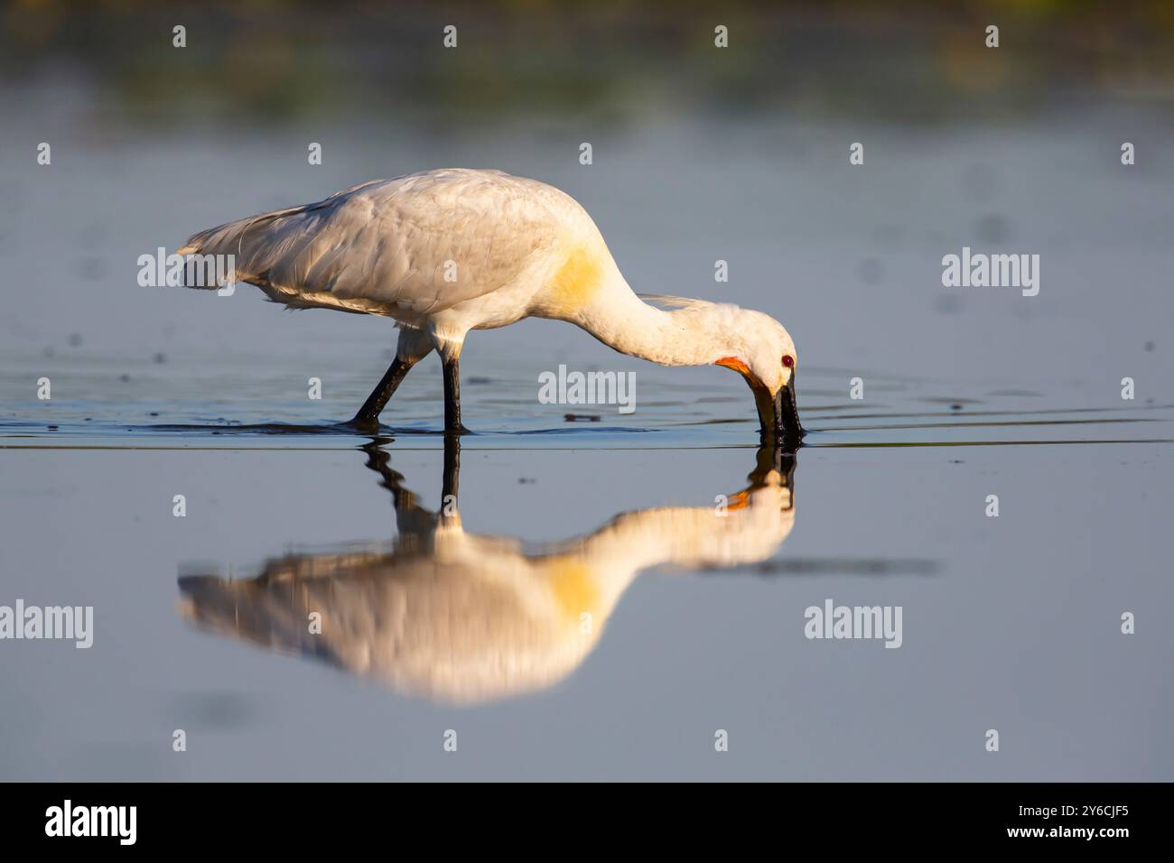 Spoonbill eurasiatico (Platalea leucorodia). Adulti in nidificazione, piumaggio, foraggio in acque poco profonde. Ungheria Foto Stock
