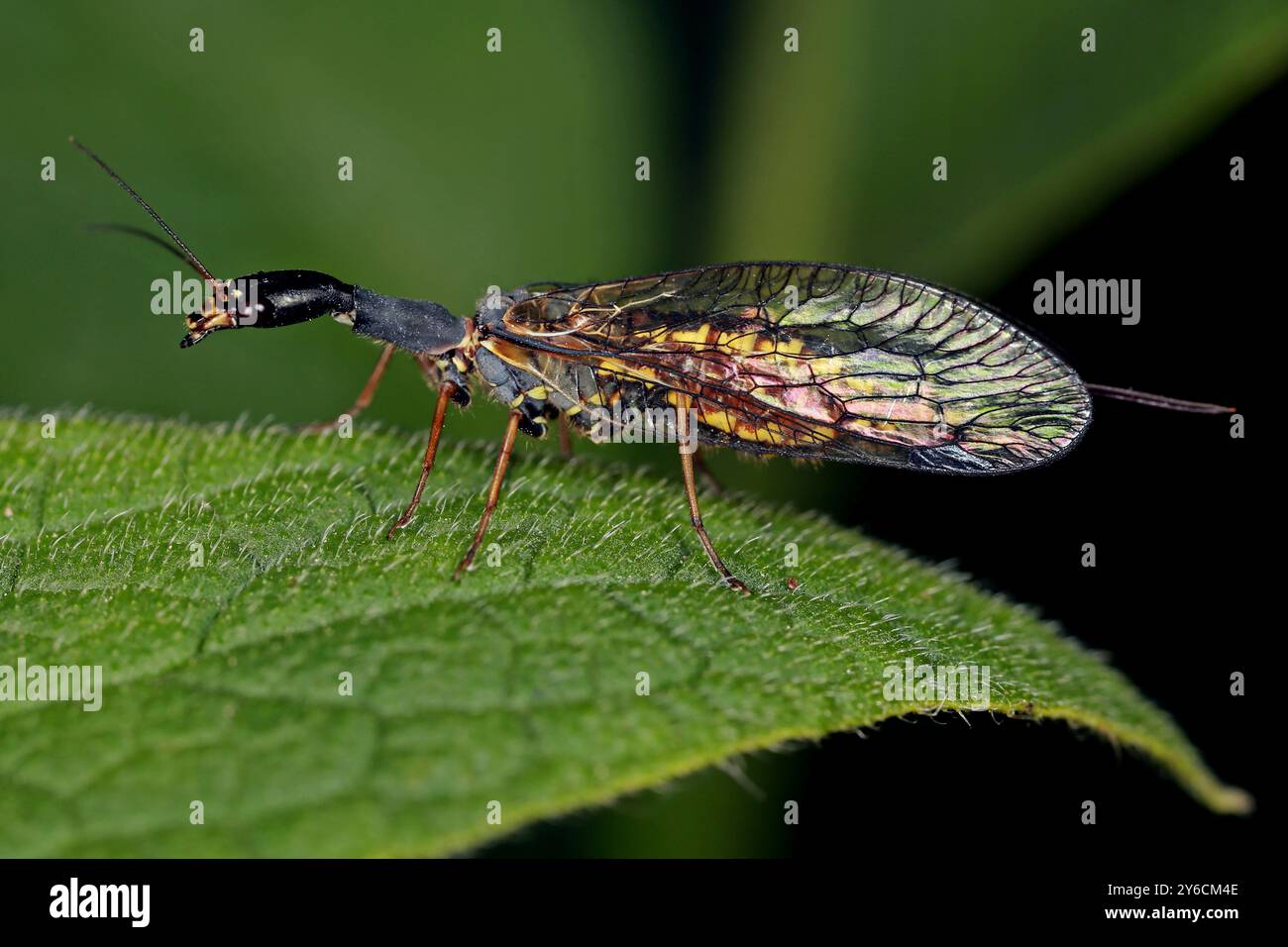 Spotted Snakefly (Phaeostigma notata). Sia le larve che gli insetti adulti si nutrono principalmente di afidi. Germania Foto Stock