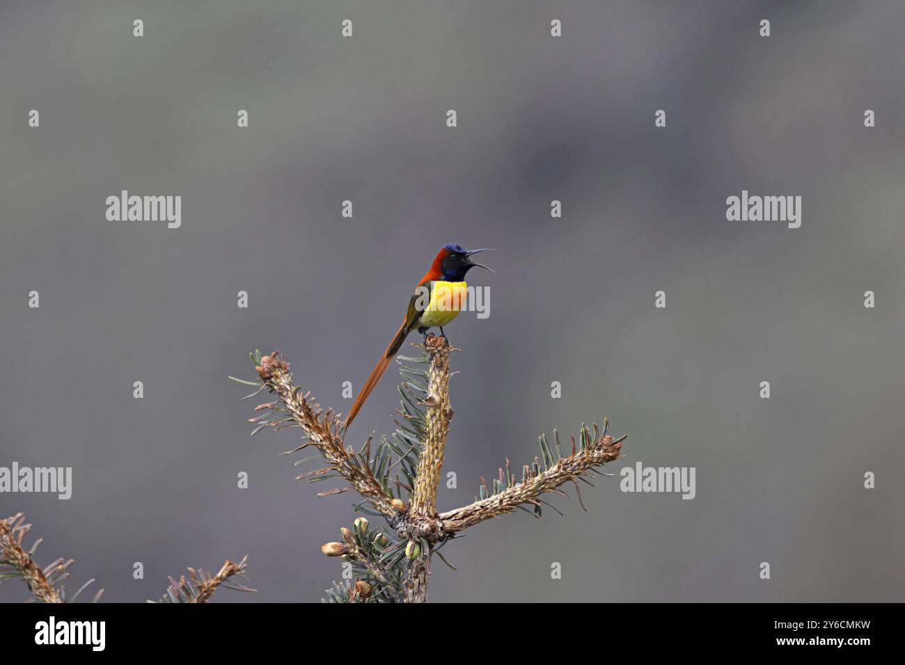 Sunbird con coda tagliafuoco, Aethopyga ignicauda, maschio, Pangolakha Wildlife Sanctuary, Sikkim, India Foto Stock