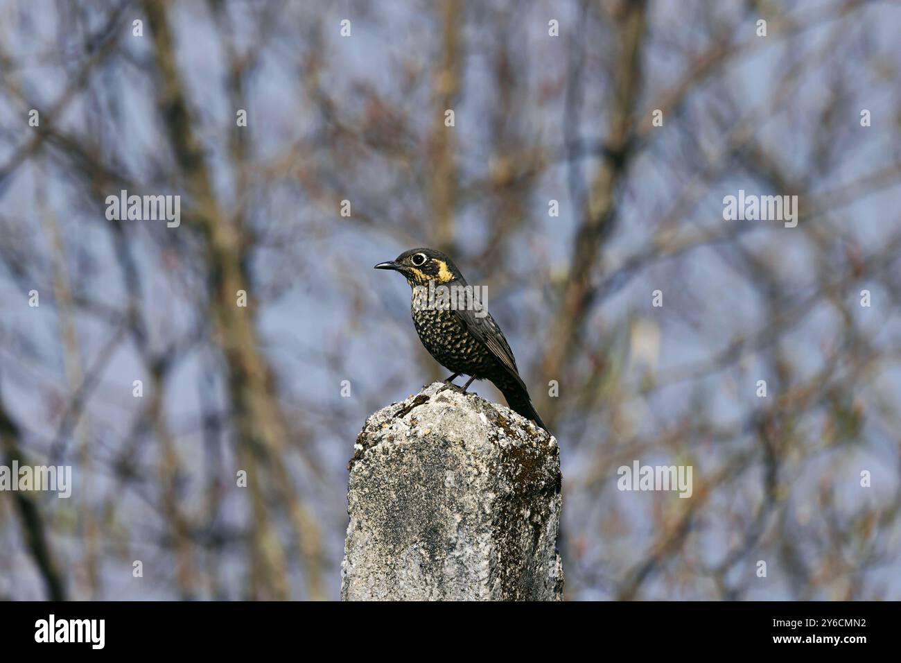 Torrente di roccia con castagne, Monticola rufiventris, femmina, Pangolakha Wildlife Sanctuary, Sikkim, India Foto Stock