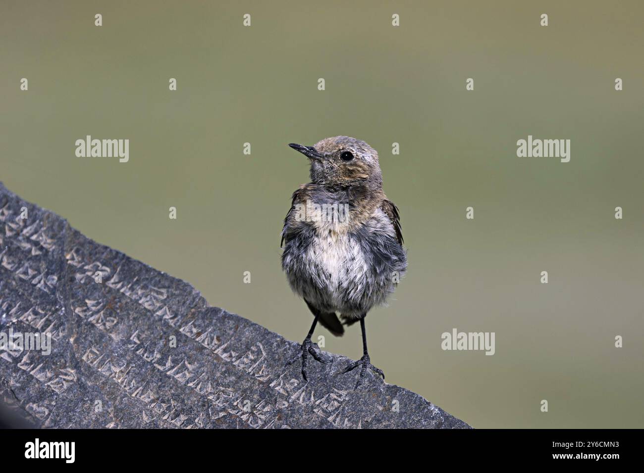 Desert Wheatear, Oenanthe deserti, Ladakh, India Foto Stock