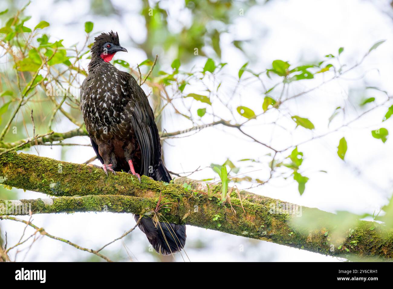guan crestato (Penelope purpurascens) arroccato su un albero nella foresta pluviale, Costa Rica. Foto Stock