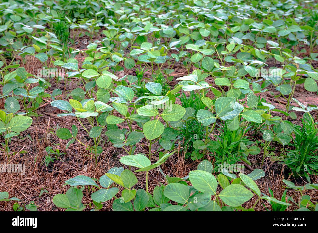 Primo piano di giovani piante di soia (Glycine max) in un campo senza fine in Kentucky. Foto Stock