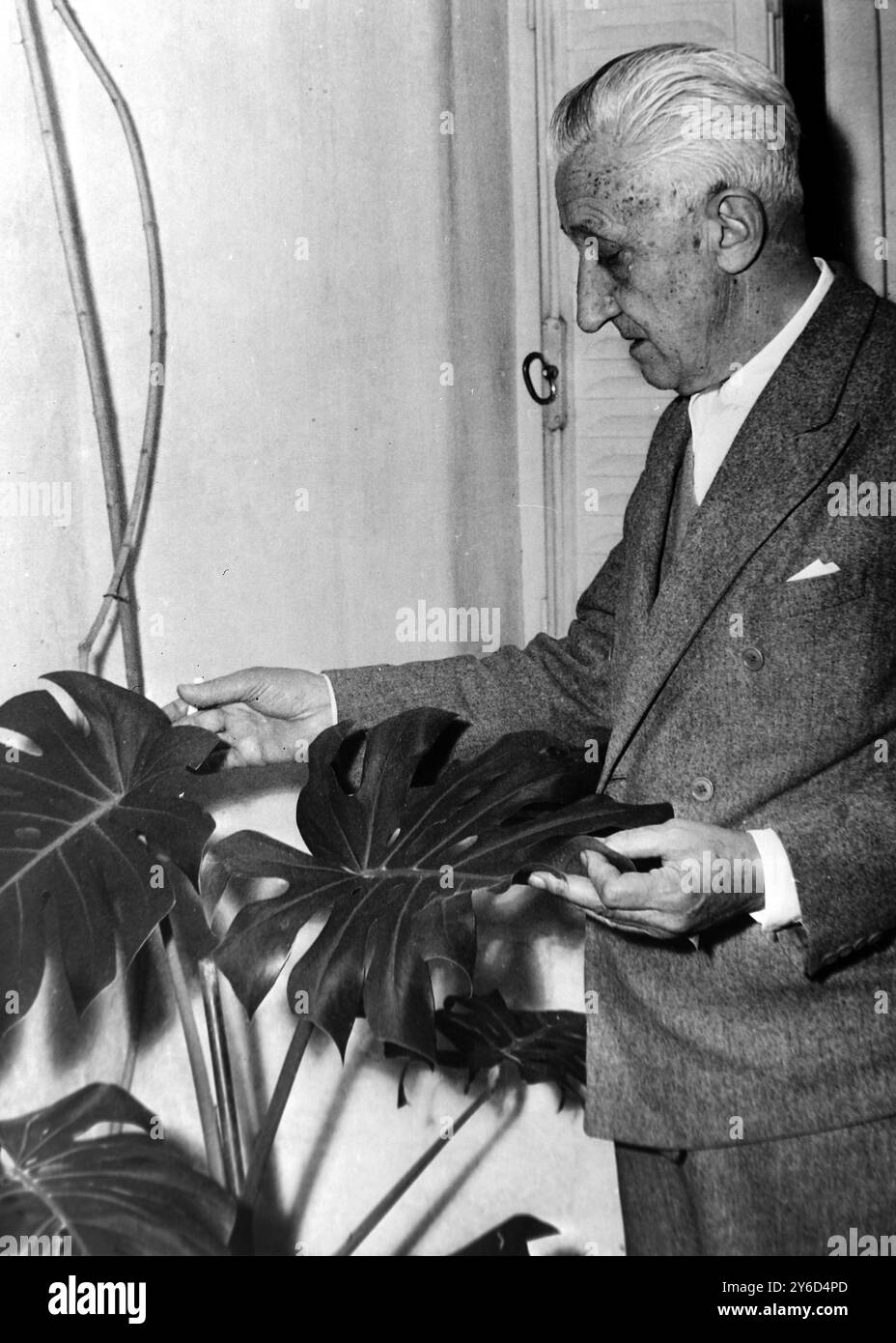 GOVERNO ARTURO UMBERTO ILLIA PRESIDENTE A CORDOBA, ARGENTINA CONTROLLA LE SUE PIANTE NEL GIARDINO; 16 AGOSTO 1963 Foto Stock