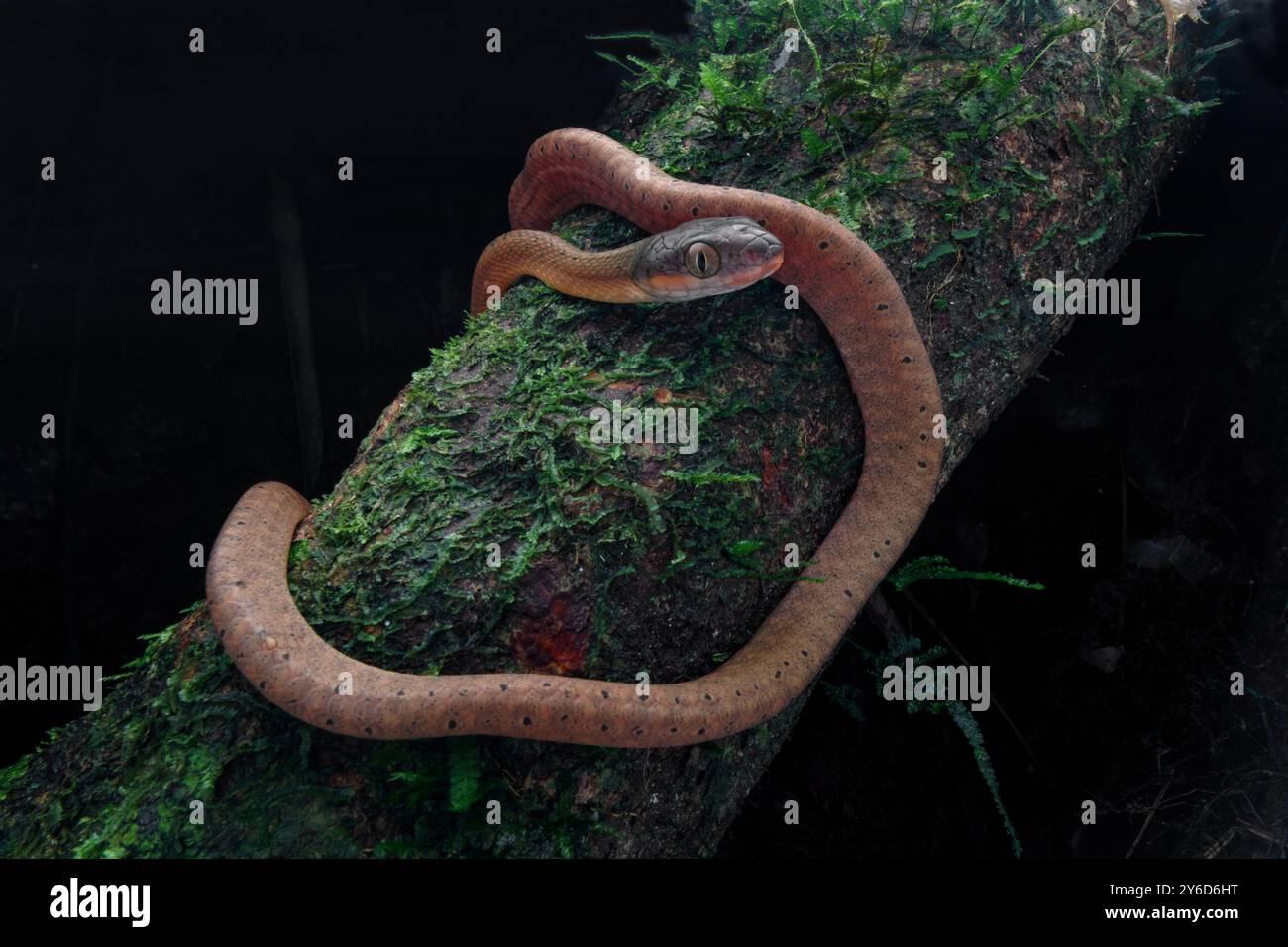 Catsnake dalla testa scura (Boiga nigriceps) sul tronco di alberi mossy in attesa di preda. Questo è un giovanile Foto Stock