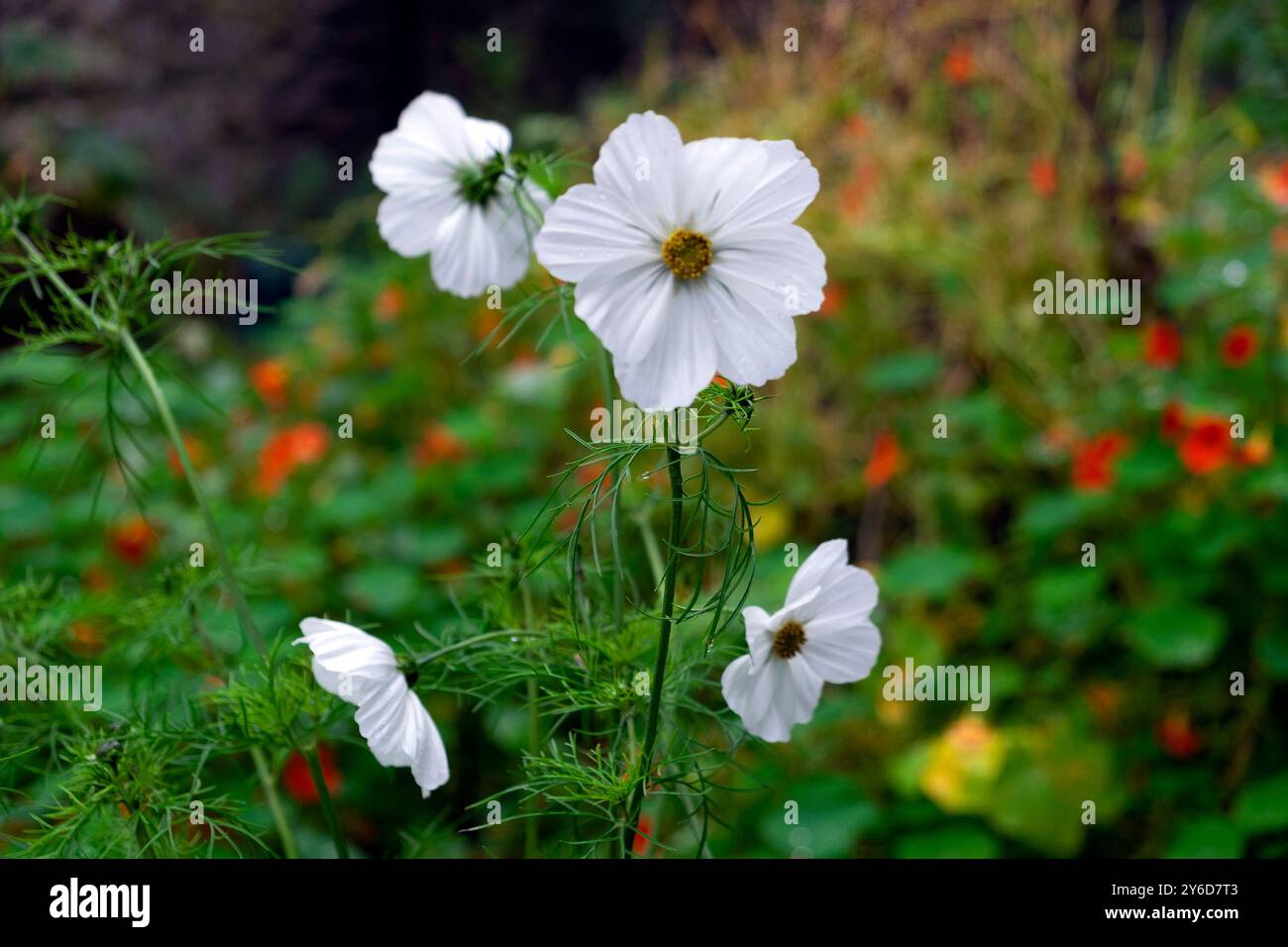 White Cosmos Purity Flowers semi Hardy Annual in fioritura fioritura nel giardino di settembre con aranciate Galles Regno Unito KATHY DEWITT Foto Stock