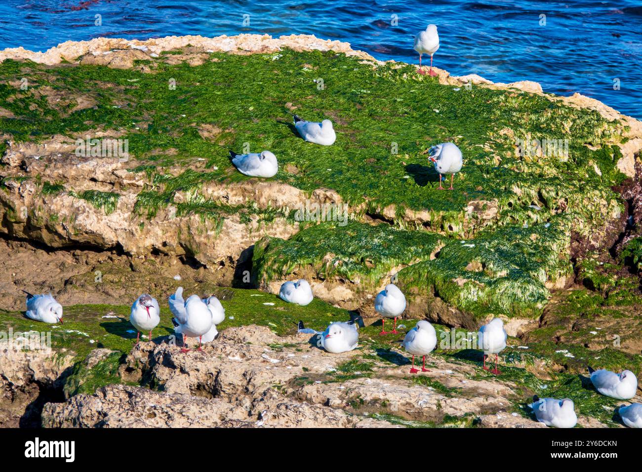 I gabbiani di Audouin (Larus audouinii) riposano sulle coste rocciose di Trani, in Italia, circondati da acque costiere limpide. Foto Stock