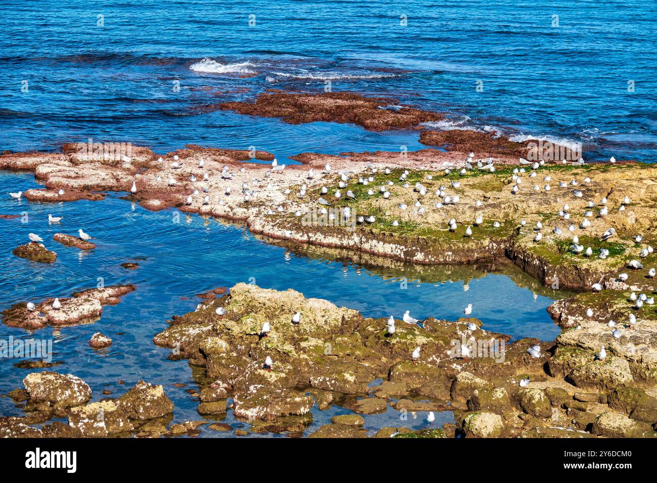 I gabbiani di Audouin (Larus audouinii) riposano sulle coste rocciose di Trani, in Italia, circondati da acque costiere limpide. Foto Stock