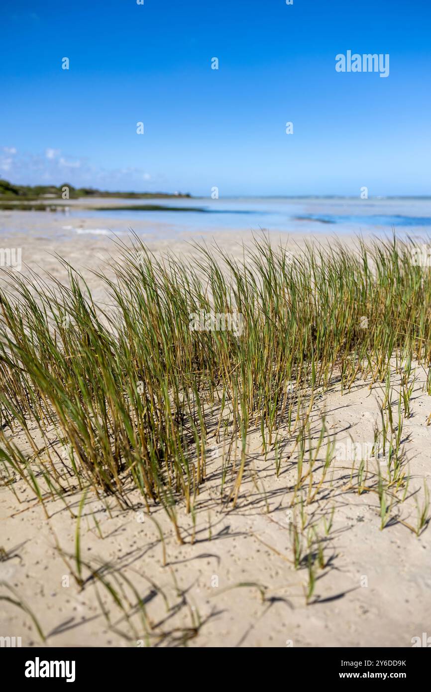 Sand Dune Flora alla Langebaan Lagoon: Grasse resilienti in un abbraccio costiero Foto Stock