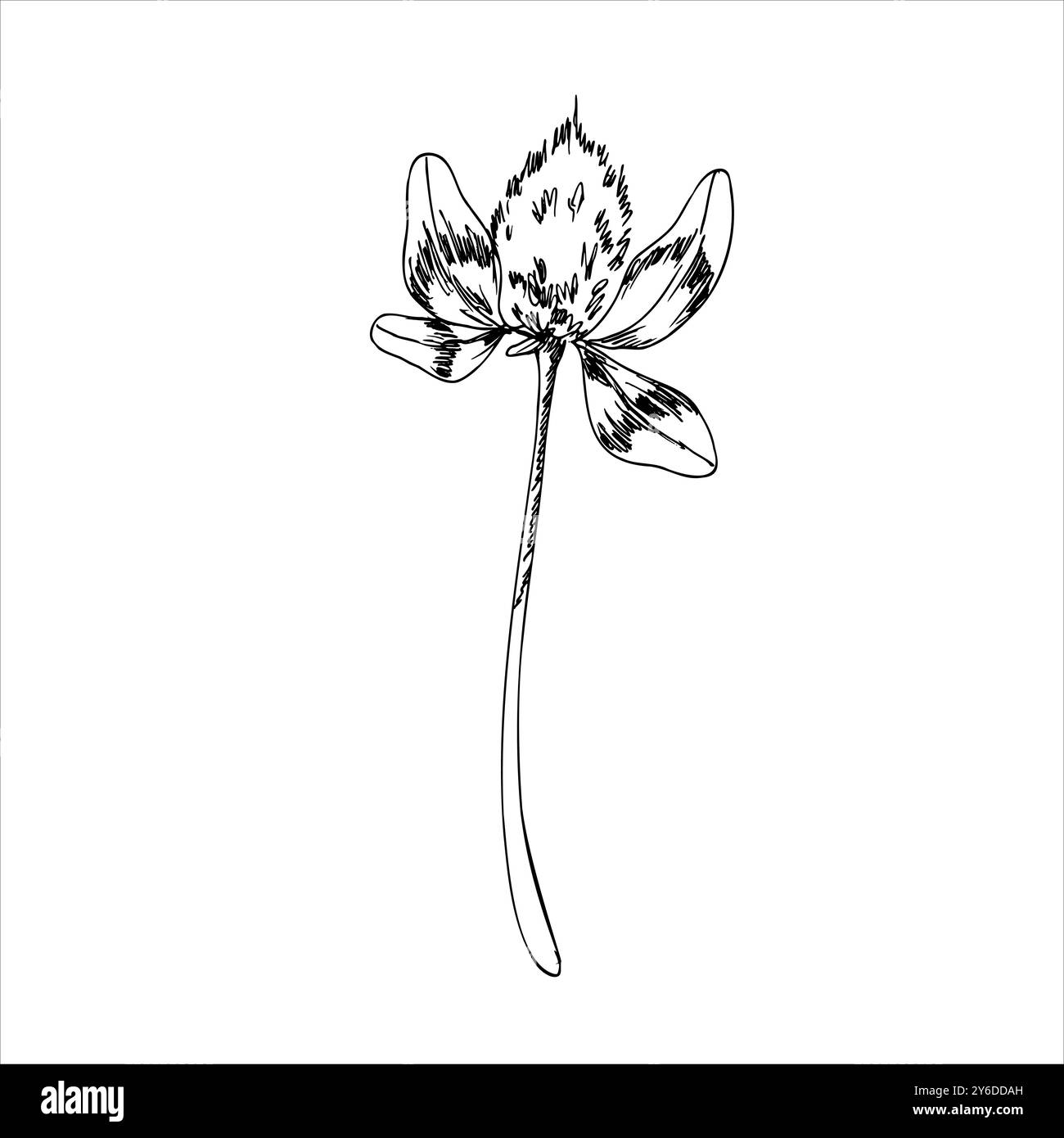 Fusto di fiori di trifoglio selvatico con illustrazione del vettore di inchiostro delle foglie. Silhouette floreale disegnata a mano, stile line art per poster, confezione prodotti e cosmetici Illustrazione Vettoriale