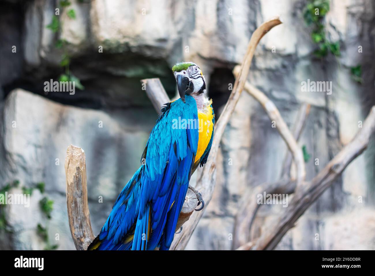 Un vivace pappagallo blu e giallo è tranquillamente arroccato su un robusto ramo di albero, godendo della splendida vista dei suoi dintorni Foto Stock