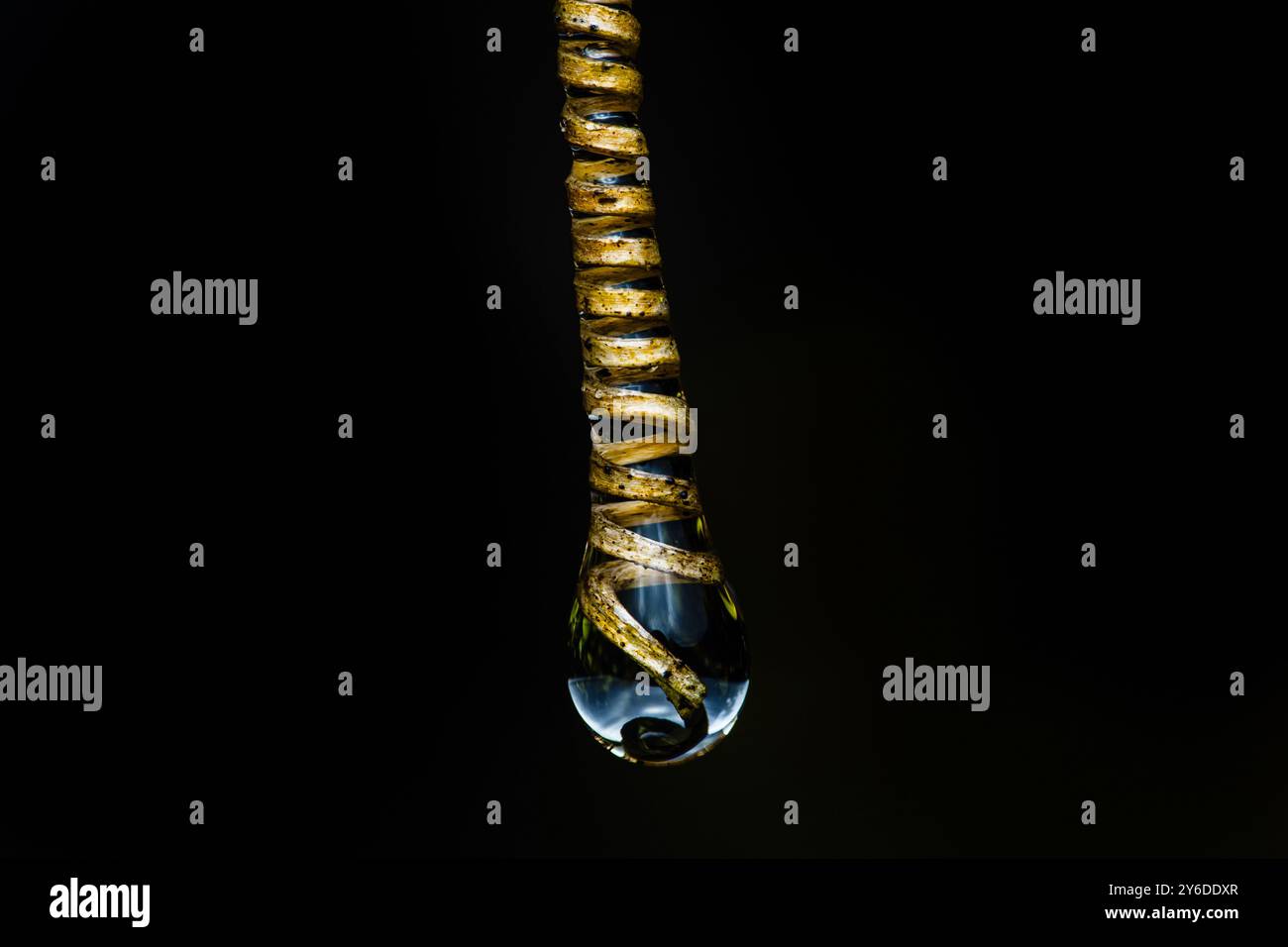 Una goccia d'acqua delicata è appesa a una vite riccia, riflettendo la purezza e la freschezza della natura. Luccicante con la vita, incarna semplicità e fragilità Foto Stock