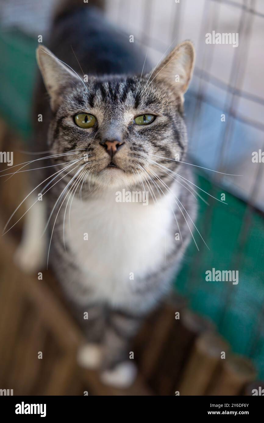 Ritratto di un Grey Tabby presso L.A.C. Langebaan Animal Care: Equilibrio costante e uno sguardo Piercing Foto Stock