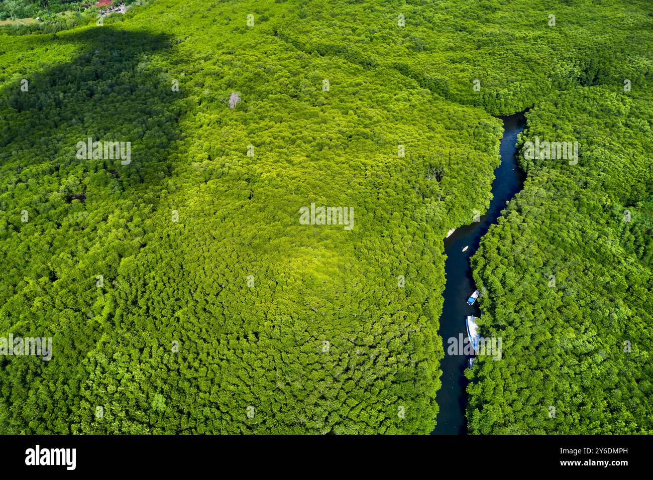 Indonesia, Bali, Nusa Lembongan Island, la mangrovia hutan nel nord dell'isola Foto Stock